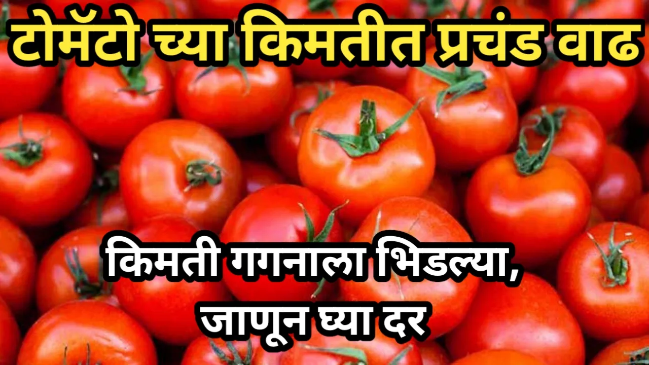 टोमॅटो च्या किमतीत प्रचंड वाढ, किमती गगनाला भिडल्या, जाणून घ्या दर | Tomato Rate Increase