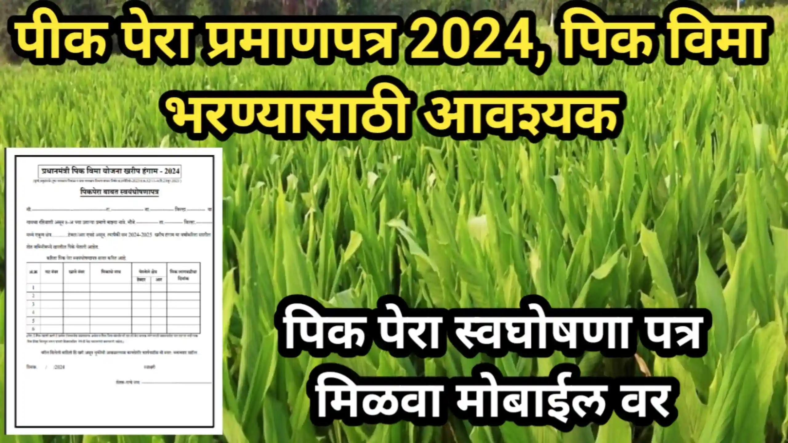 पीक पेरा प्रमाणपत्र 2024, पिक विमा भरण्यासाठी आवश्यक, पिक पेरा स्वघोषणा पत्र मिळवा मोबाईल वर | Pik Pera Self Declaration For Pik Vima