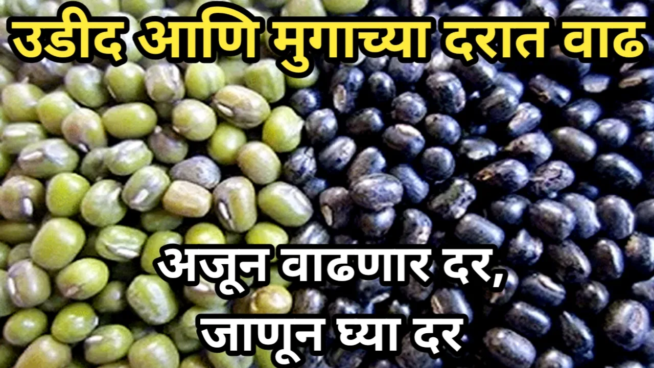 उडीद आणि मुगाच्या दरात वाढ, अजून वाढणार दर, जाणून घ्या दर | Udid Mung Market Rate